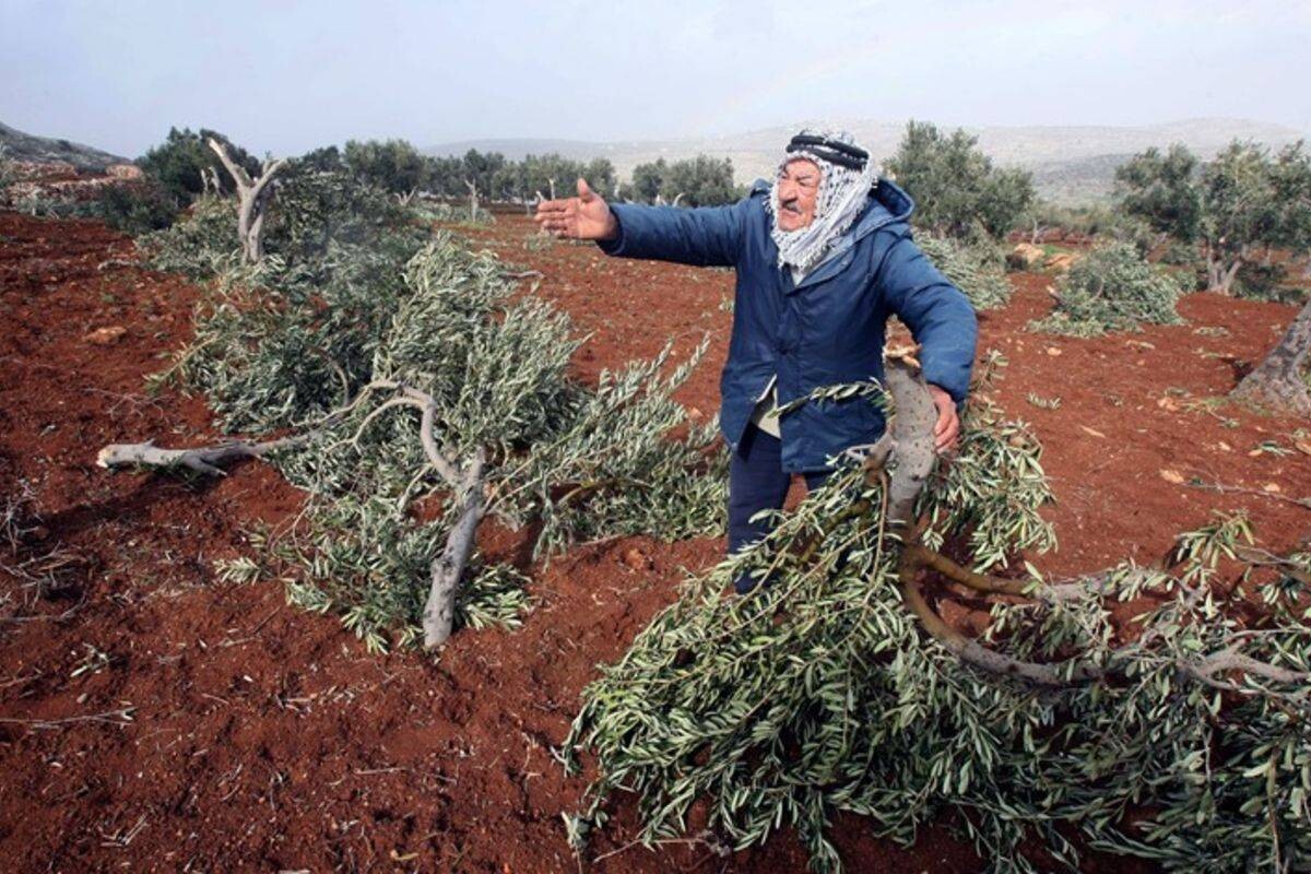 Israeli Authorities Order Tree Uprooting in West Bank