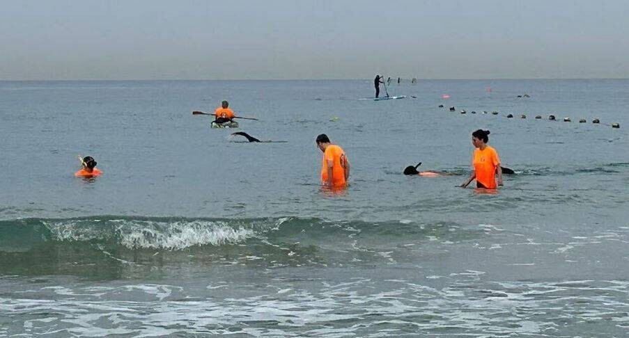 Israeli Police Search for Military Prosecutor's Phone