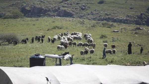 Israeli Settlers Steal Hundreds of Sheep in Jordan Valley