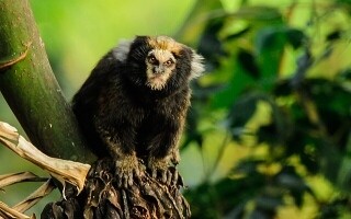 Новое исследование показывает социальное поведение у шершащих обезьян