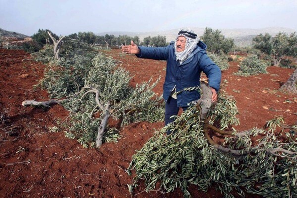 Israeli Authorities Order Tree Uprooting in West Bank